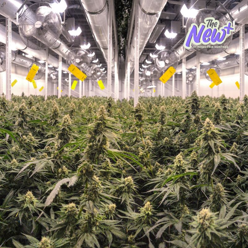 Patagonia Heritage Successfully Launches “The New+” in the German ...